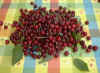 cherries.jpg (37855 bytes)